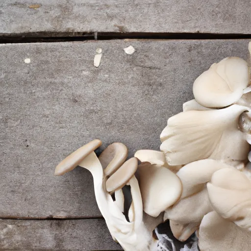 Oyster Mushroom: Amazing Benefits | The Konnexion